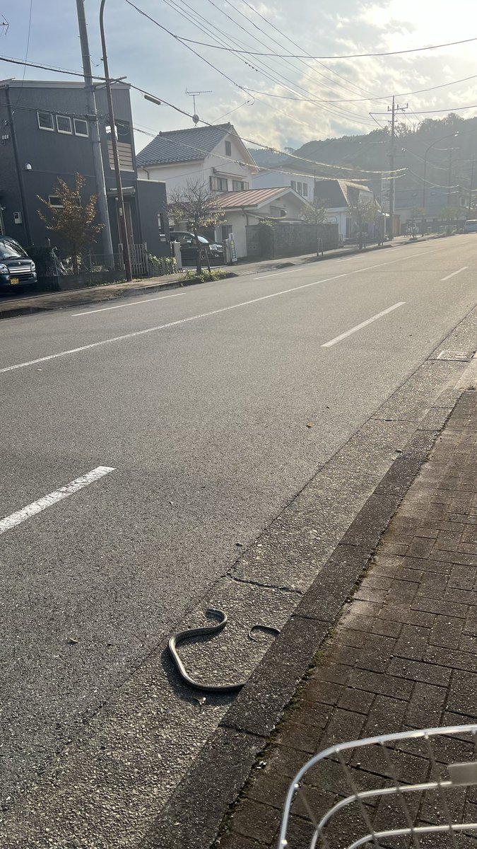 熊と戦いに来た