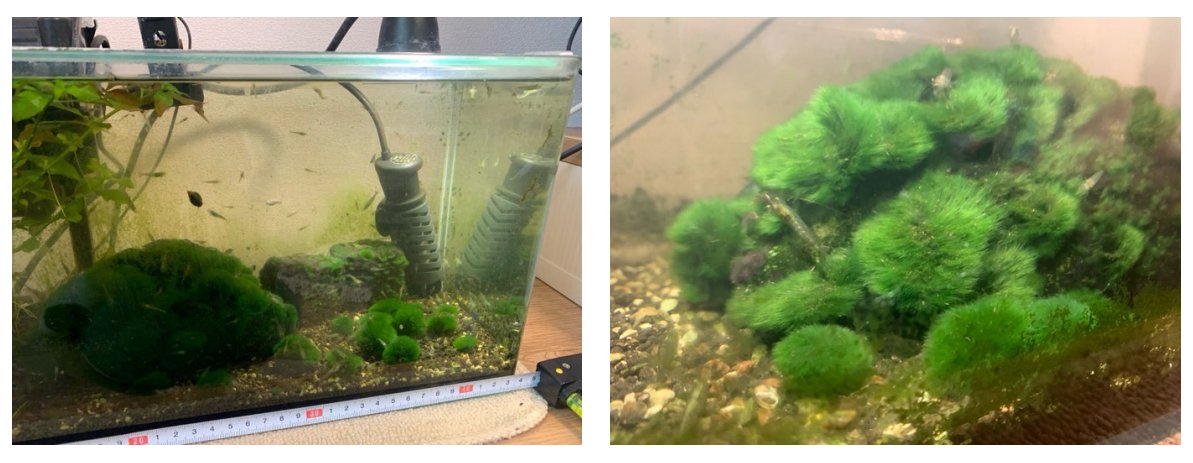 藻類農園FARMO on X