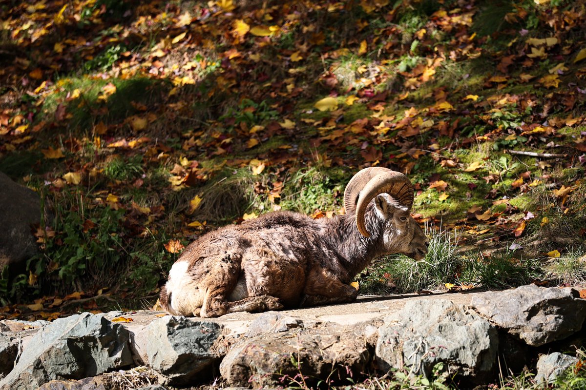 髑髏富士 蹴る子♂ on X