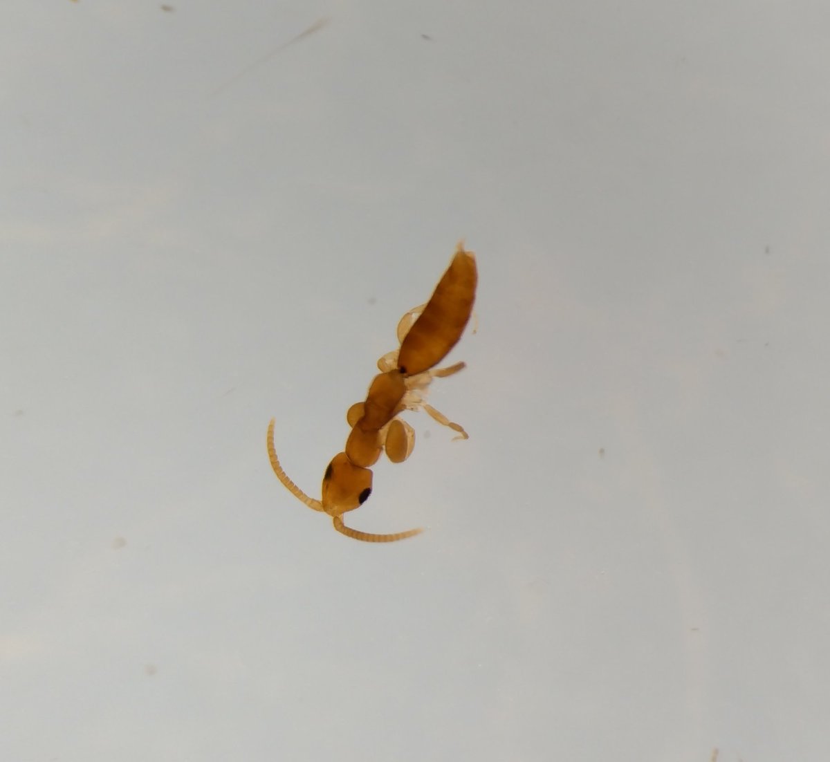 これはいいハチの匂いがする