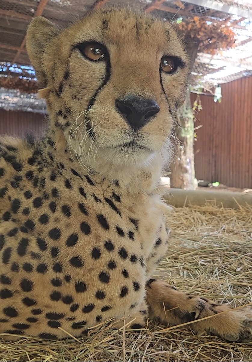 あさパンダ🐼 on X