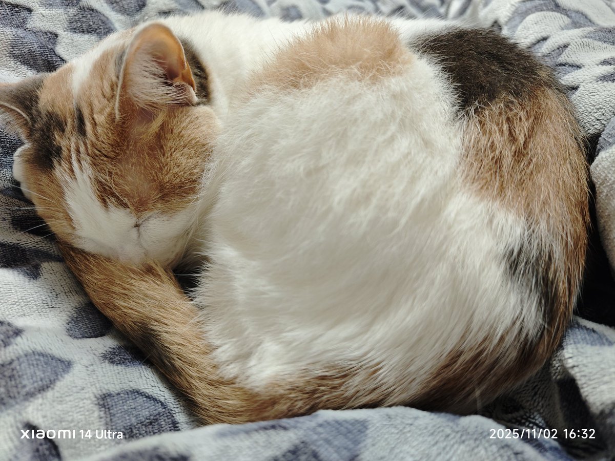 codama_fa's tweet image. 猫がずっと膝の上に乗ってて寒そうにしてるからこたつ始めたんだけど昨日今日とそんなに寒くなくて早まったか…ってなってる