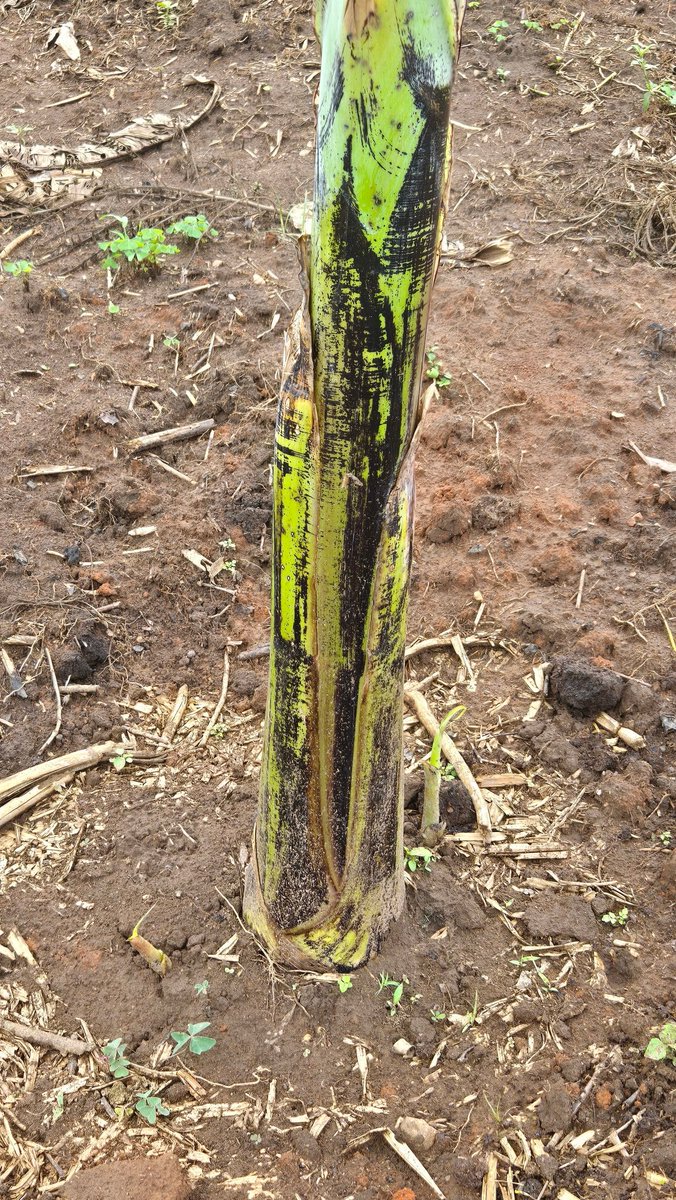 Teenager twin pregnancy in your bananas courtesy of Dem organic fertilizer!