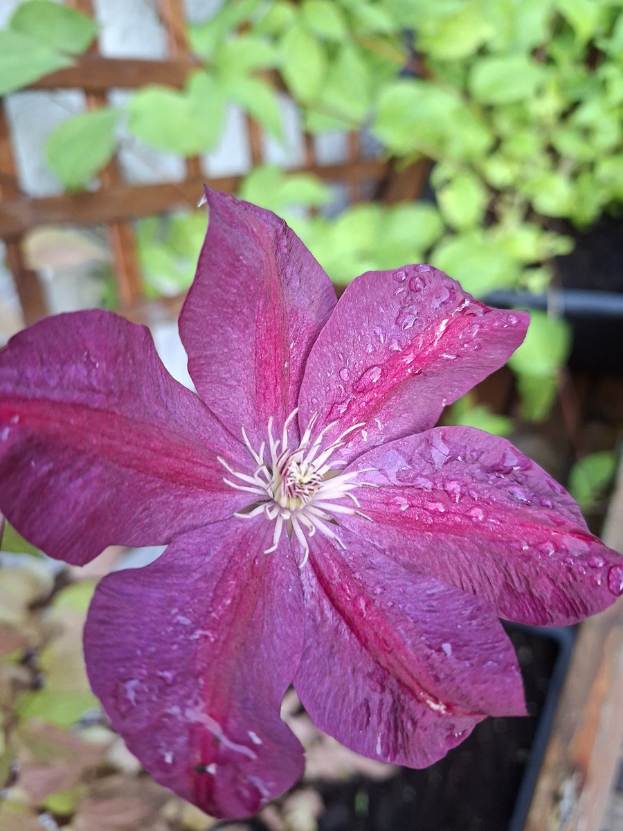 Resistente Schönheit✨️