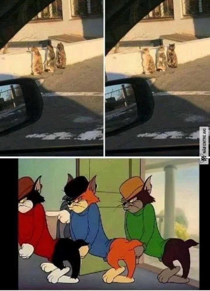 No Cats No Life tweet media