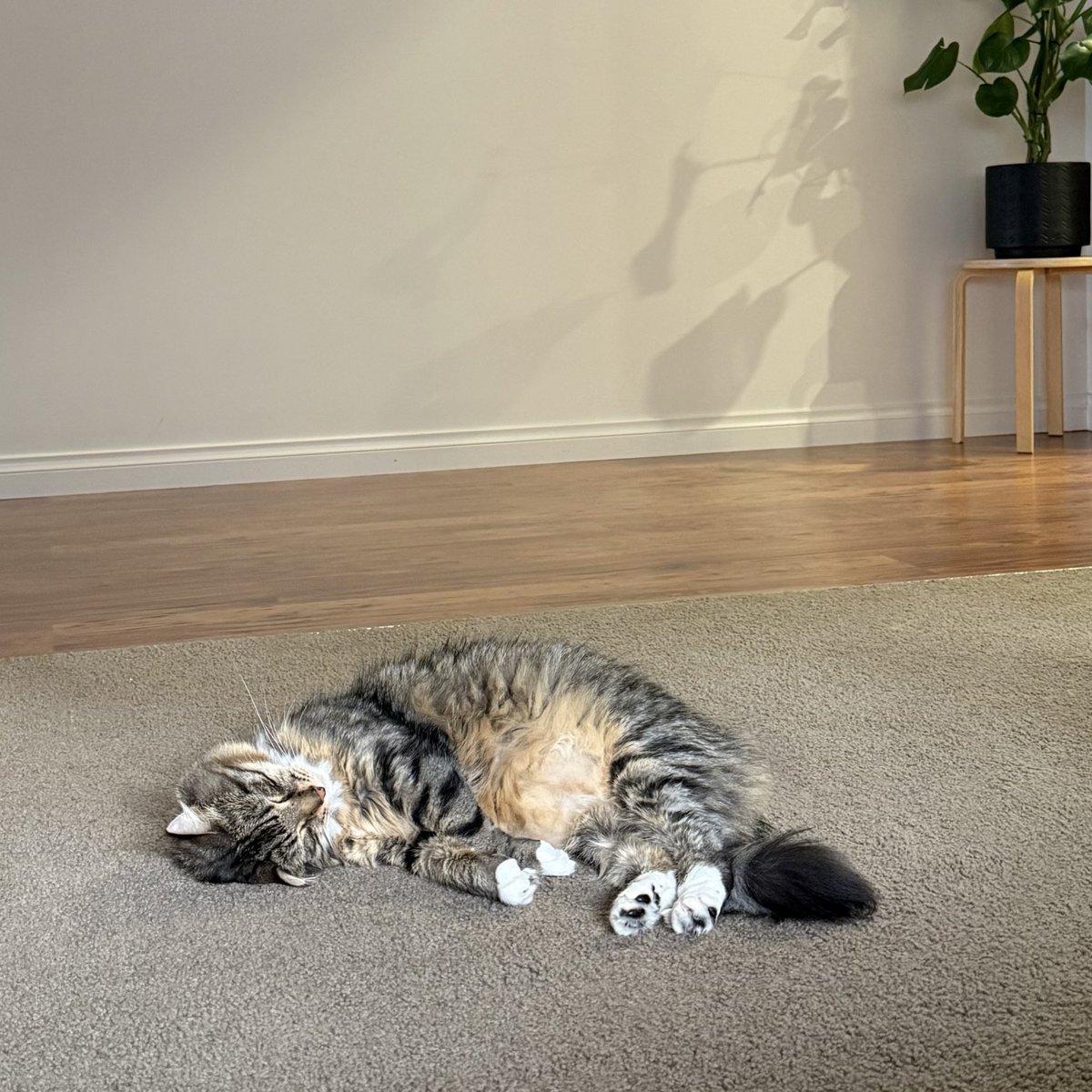 BlueModelY's tweet image. بچه گرمشه! همین وسط ولو شده 🥹