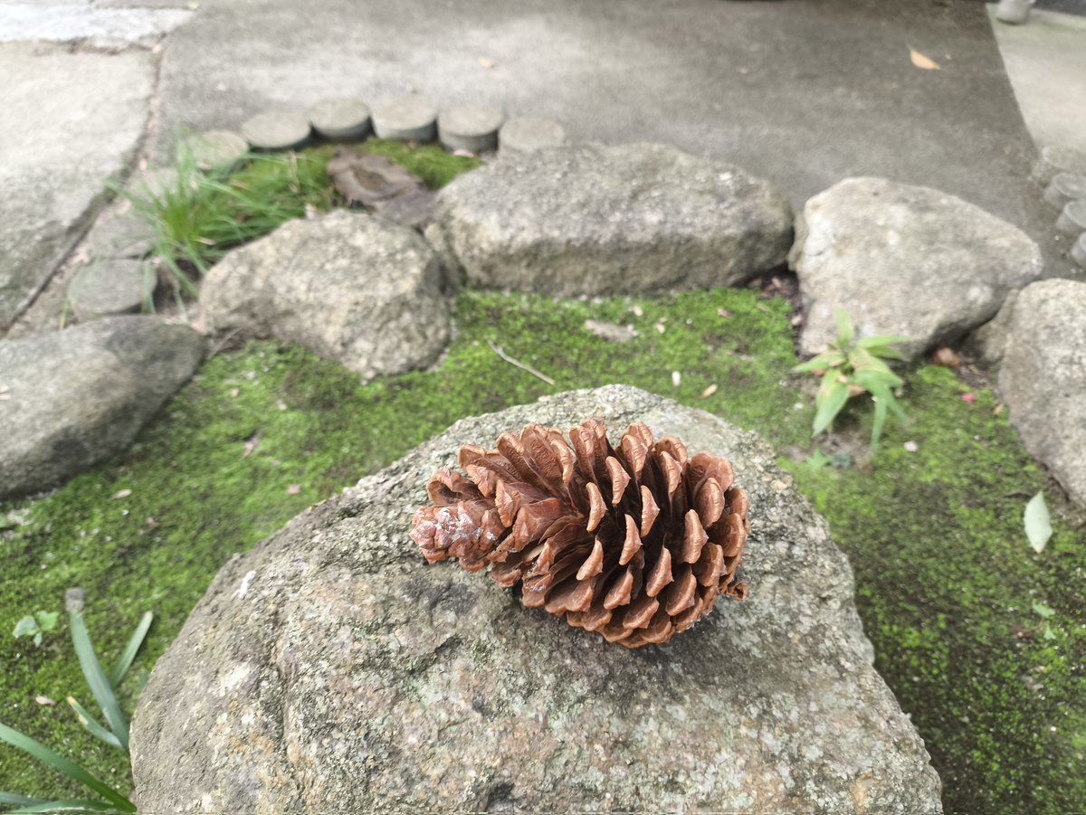 BIG PINE CONE, Japan