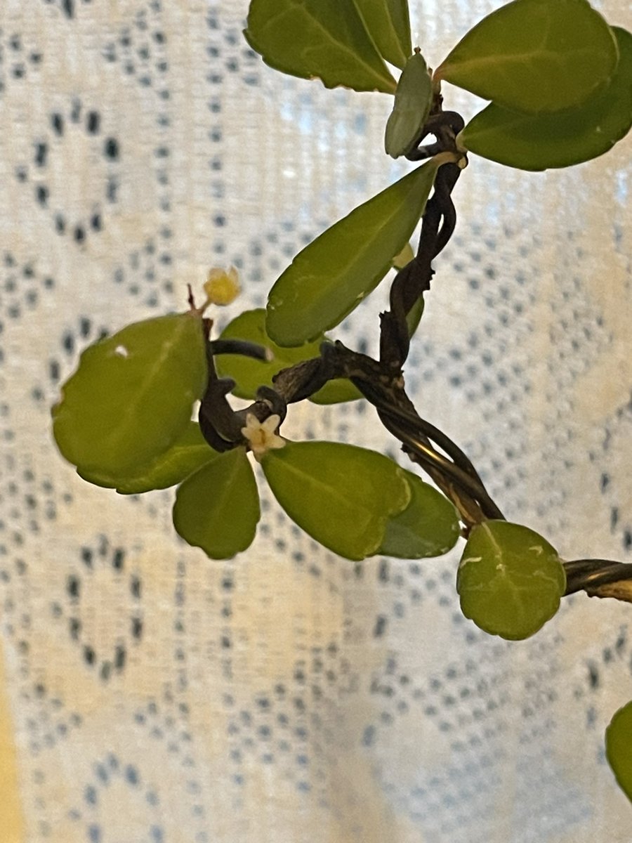 ✧*。ページ Amazon | ニッペ ペンキ 塗料 P-Effector ザラザラベース 500ml