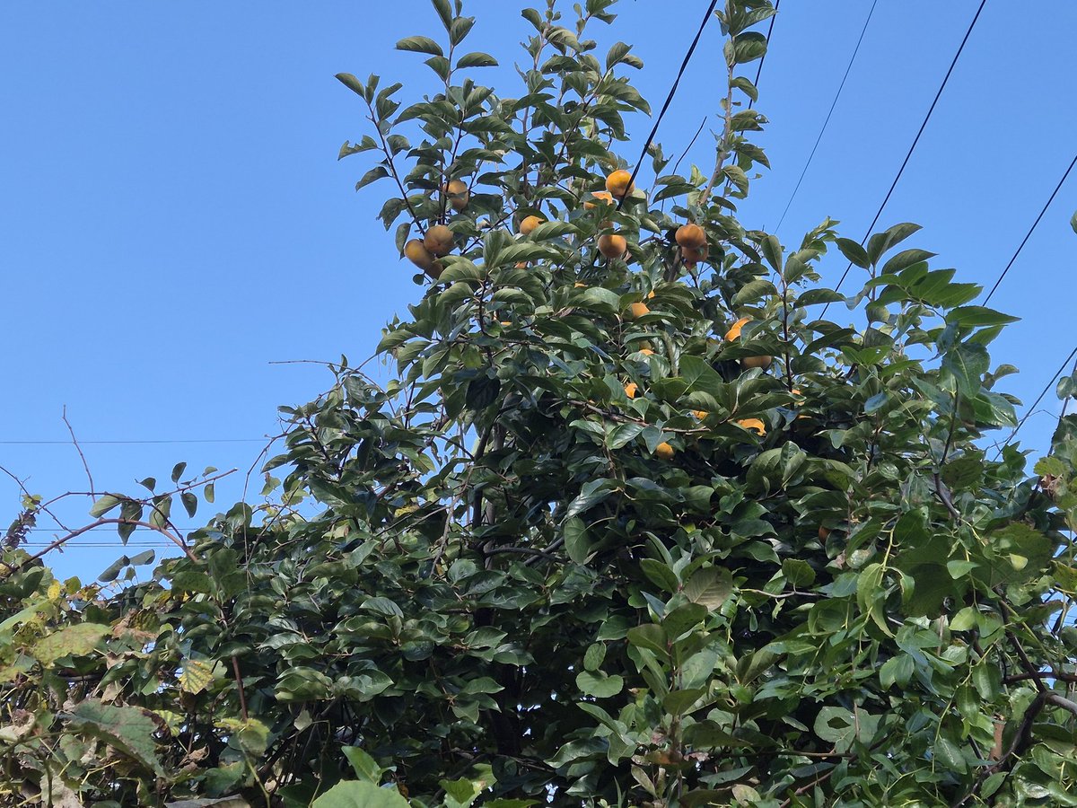 dopalpa's tweet image. 나무에 달려 있는 단감...
올해는 너무 바빠서 수확할 시간이 없다