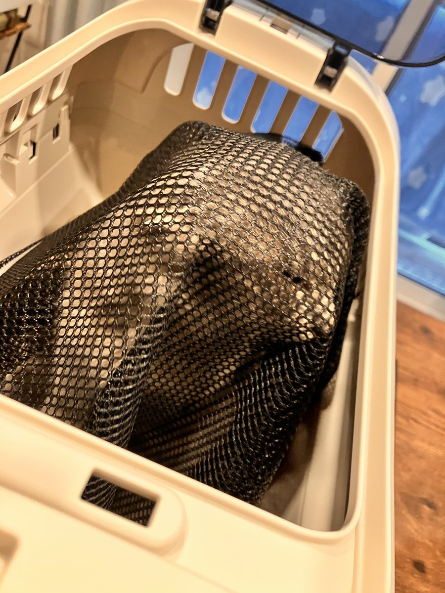 明日病院行くからネットとキャリーの練習今日もしようね🐈💊