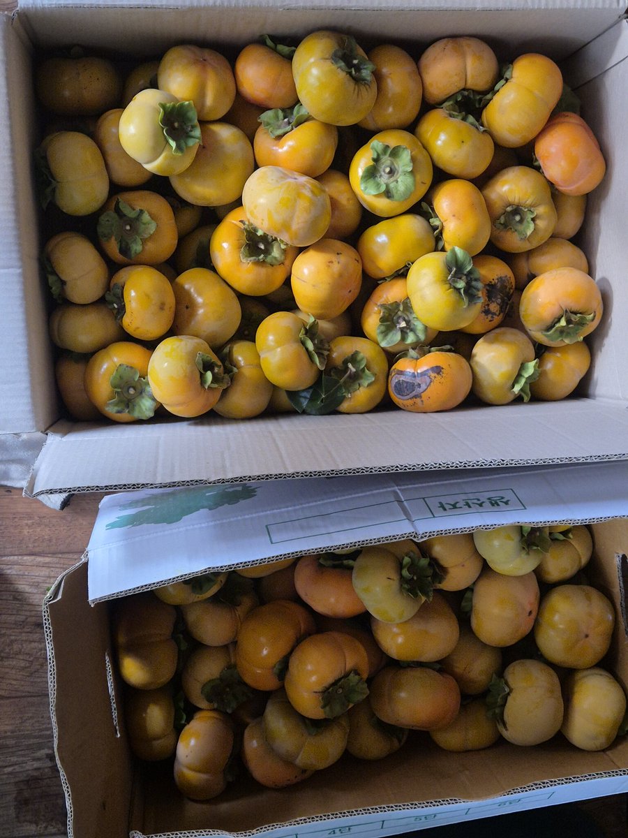 dopalpa's tweet image. 다음주 에 김장 을 하기로 했다
장모님 드리려고 뭔 고생하면서
단감을 몇개 땄다
힘들다 ㅠㅠ