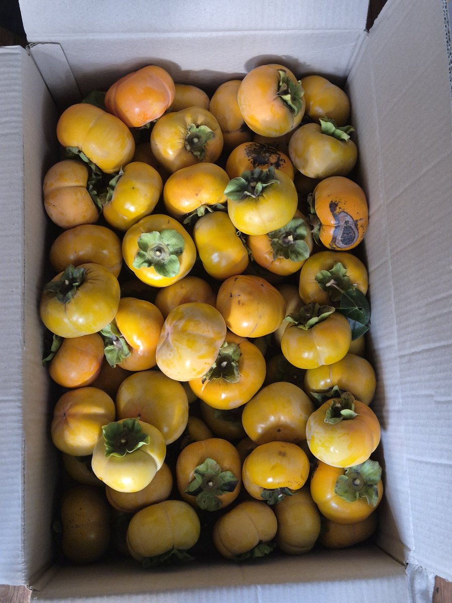 dopalpa's tweet image. 다음주 에 김장 을 하기로 했다
장모님 드리려고 뭔 고생하면서
단감을 몇개 땄다
힘들다 ㅠㅠ