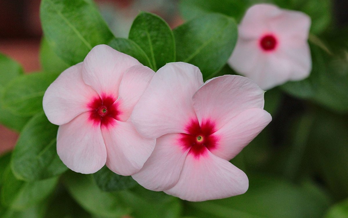 ¿LA CONOCES? 
La «Teresita» una planta bella y útil contra el Cáncer
La planta conocida como Teresita, cuyo nombre científico es Catharanthus roseus, es originaria de Madagascar; contiene alcaloides importantes que se han utilizado para desarrollar medicamentos quimioterapéuticos