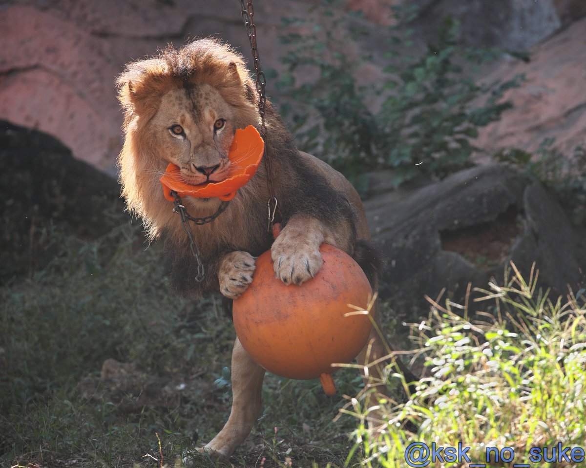 けーすけ (@ksk_no_suke) / Posts / X