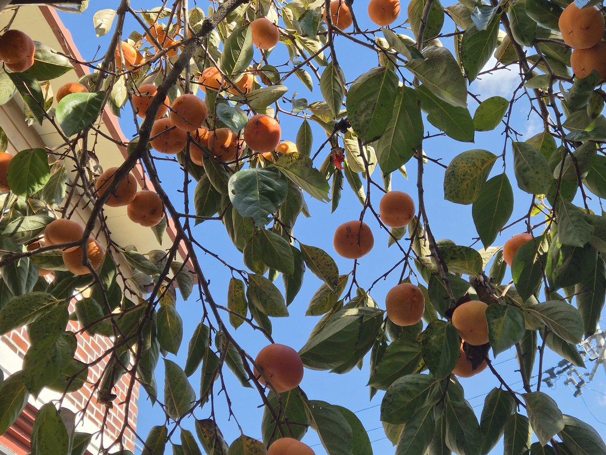 dopalpa's tweet image. 홍시용감...
김장 후 알아서 따가라고 해야겠다