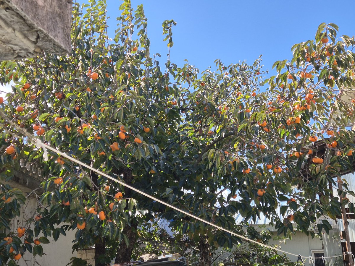 dopalpa's tweet image. 홍시용감...
김장 후 알아서 따가라고 해야겠다