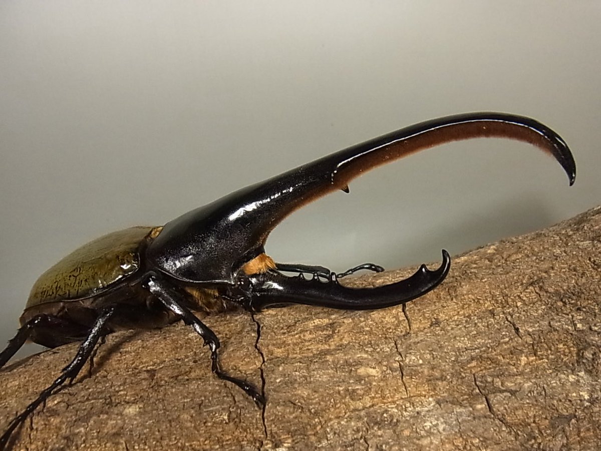 カブトムシゆかり🐜 on X