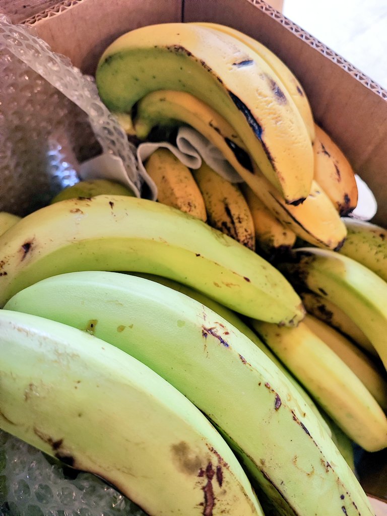 マイナーシール バトルアーミー ファーム・ブロー 田産葉 マイナー