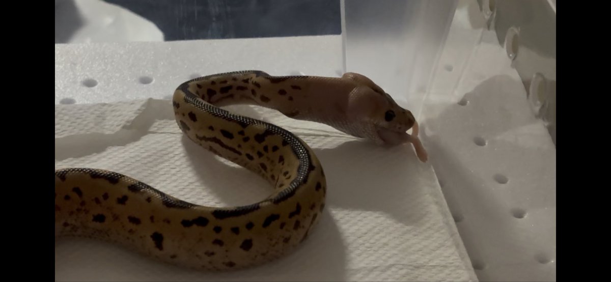 ballpython_PG's tweet image. DEUさんのイベントでお迎えした子に初給餌！飛ぶ気配がなく置き餌でもダメだったのでアシストしてあげて無事食べてくれて一安心！
お迎えした直後は44gだったけどお水を飲んで62gまで増えててびっくり！
ちゃんと食べて大きくなってくれ〜🔥