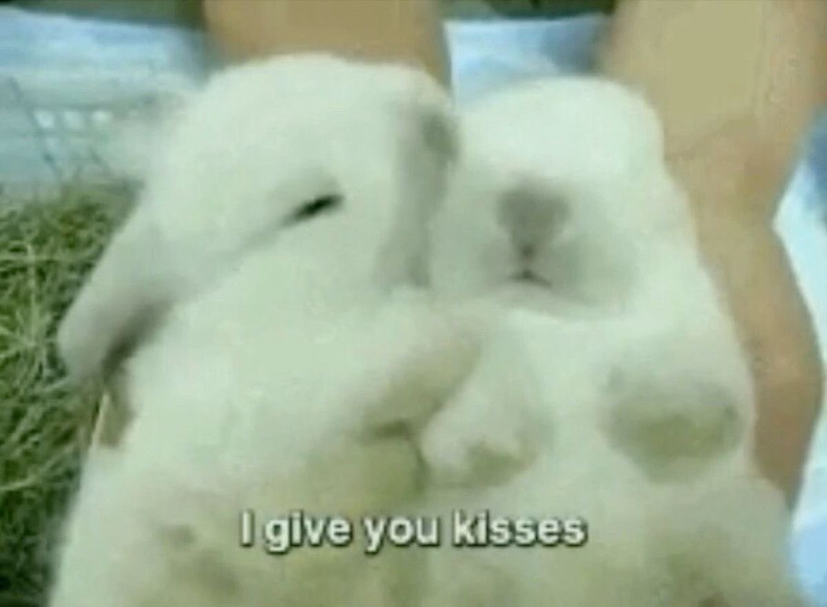 Bunnies (@bunnies) on Twitter photo 