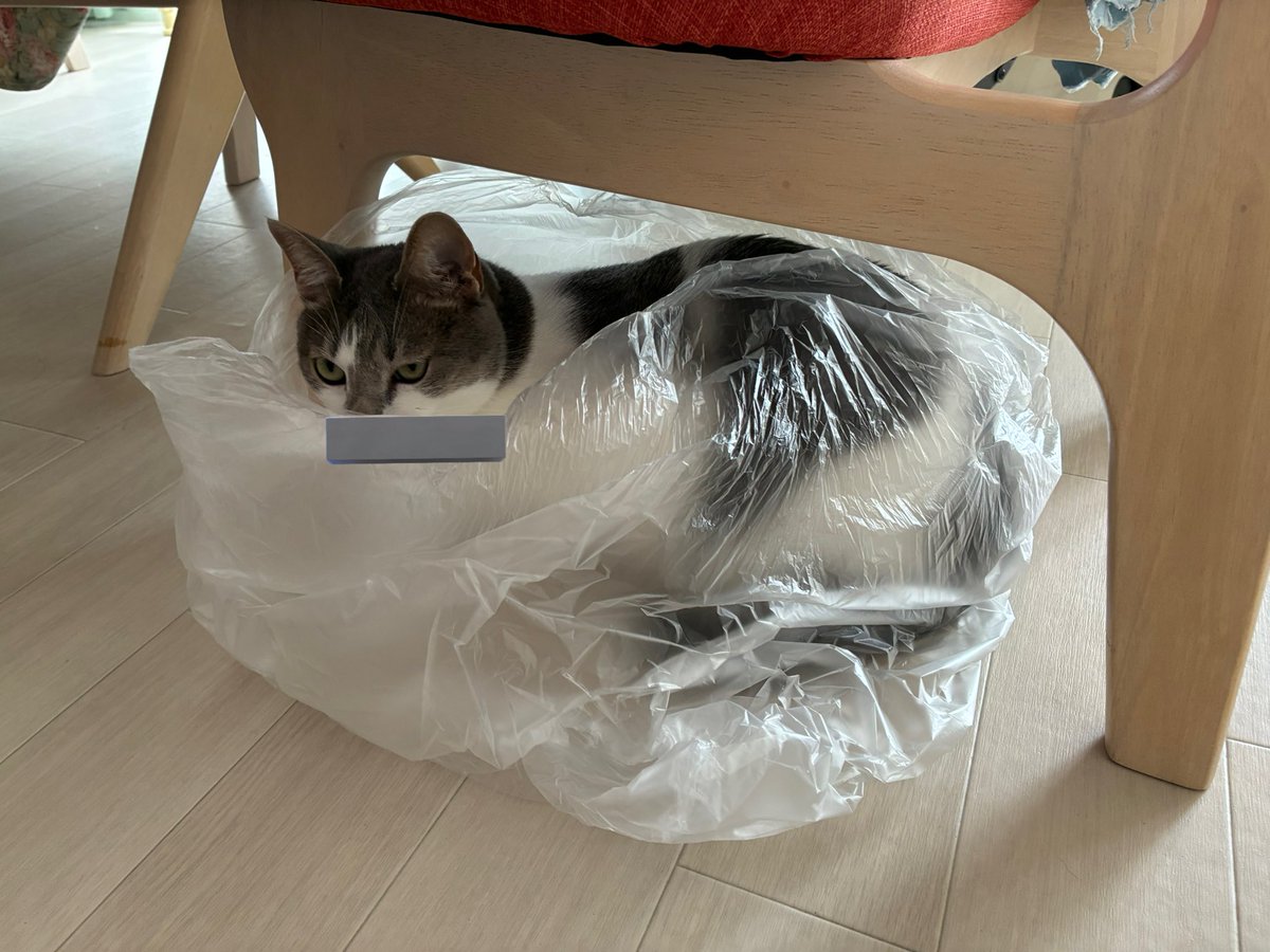 IpokeAk's tweet photo. 定期的にビニールに入りに行くオリゴ😂
#猫のいる暮らし　#保護猫　#猫好きさんと繋がりたい　#ねこのいる生活 https://t.co/R7af0Rxux5