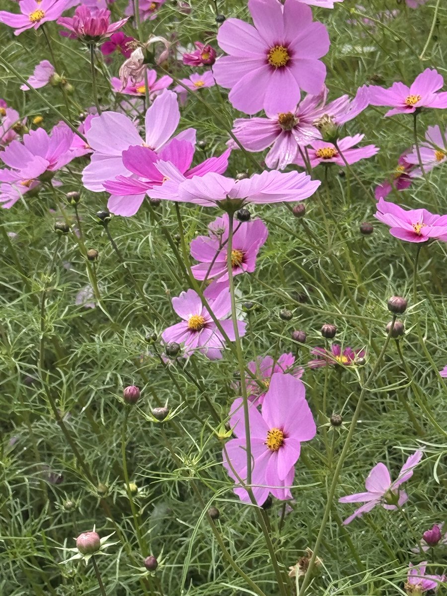 こすも様 40b4f0726c74881116857cb6107033