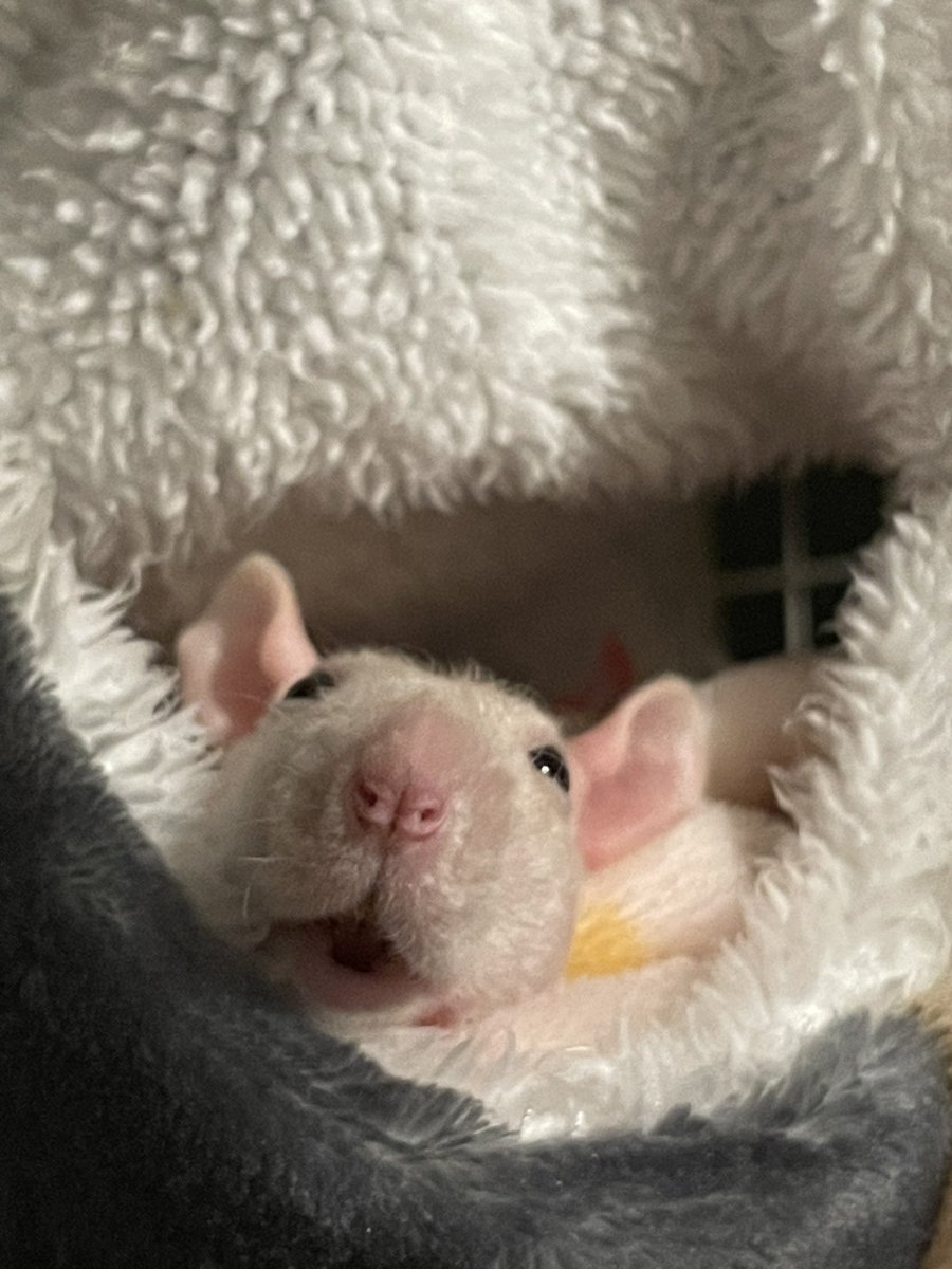 柿ピー(○˙꒳˙○)🧀🐁🫘 on X