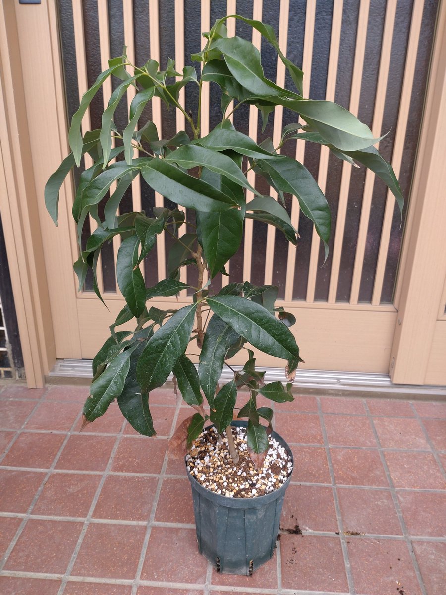 まっしー (@kazyukaju) / Posts / X