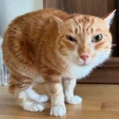 SamTheGayProot's tweet image. Joke is a bit late but… Show me your hallow-weenie @unit_tk12 :3