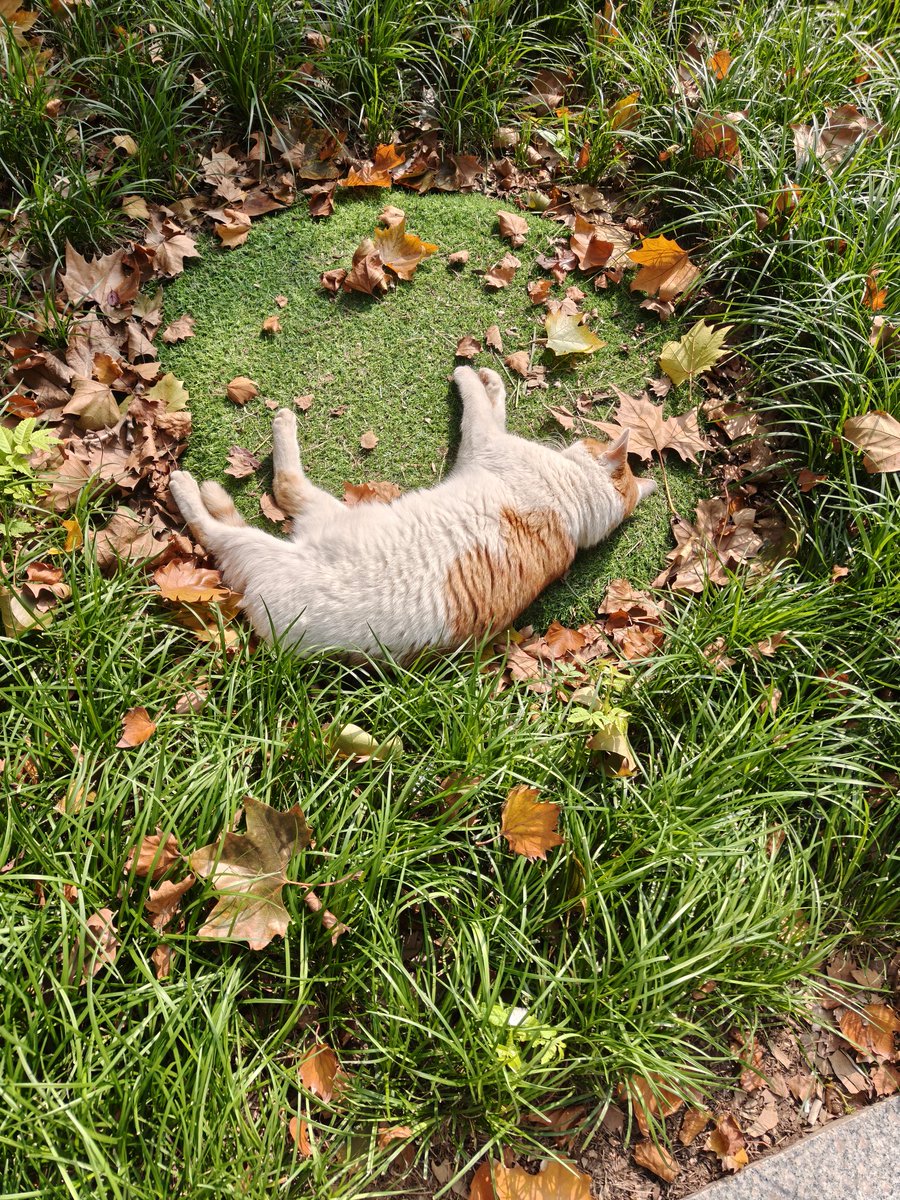 leaf (@leaf00601) / Posts / X