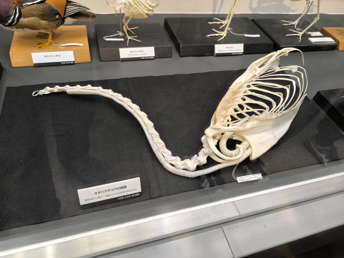 クロコブサイチョウ　♂♀ペア　頭骨 クロコブサイチョウ ♂♀ペア 頭骨 - メルカリ