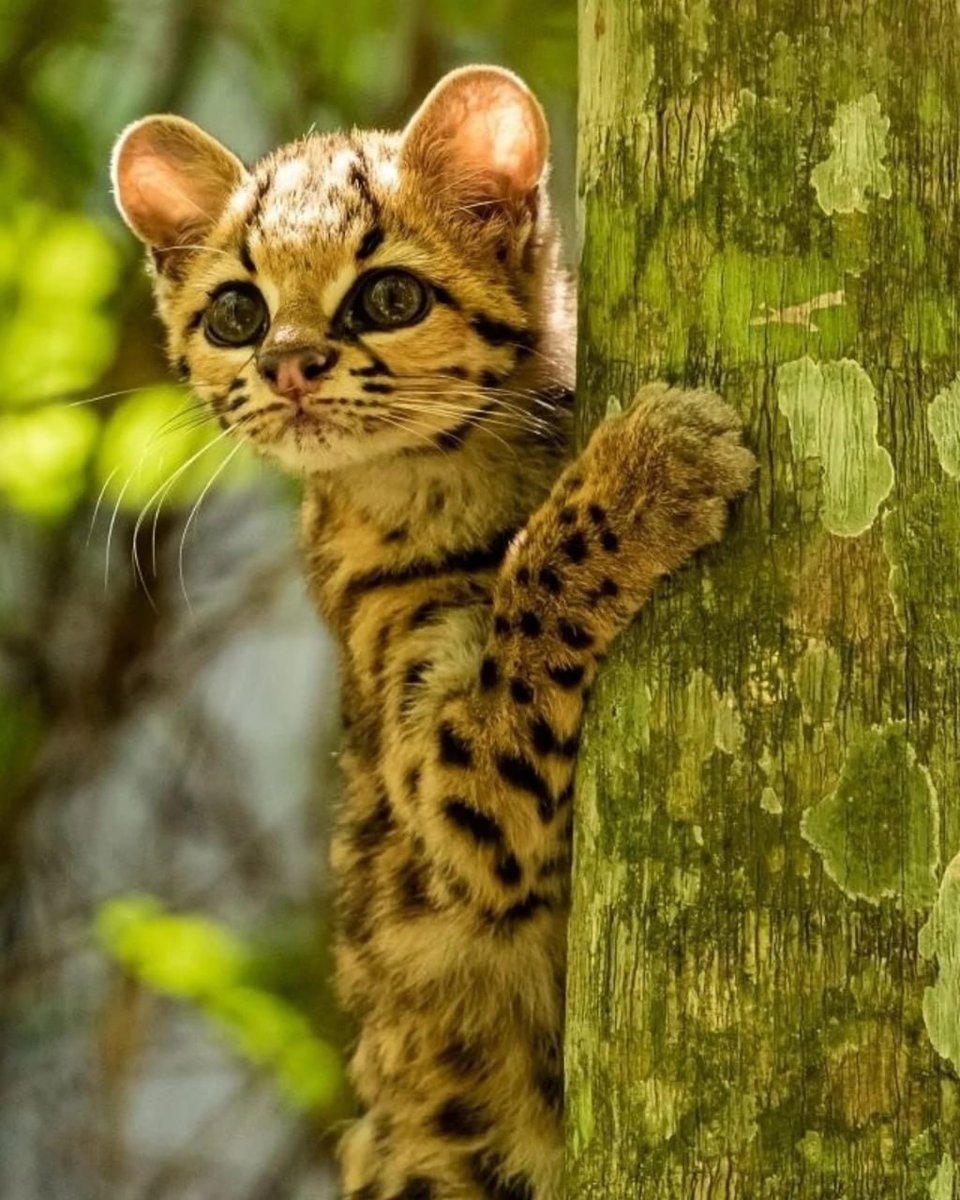CodeMasti's tweet photo. rotate 180 degrees. With its large eyes adapted for night vision and its soft, spotted coat, the margay retains an eternally kitten-like appearance. Unfortunately, its beauty has also made it vulnerable to the illegal pet and fur trade, leaving it more at risk in the wild. https://t.co/xap0DLhORS