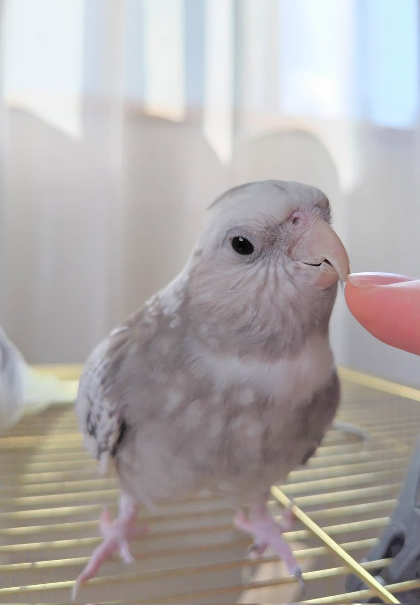 🥰👉️🐦️

#オカメインコ
#インコ
#ET
