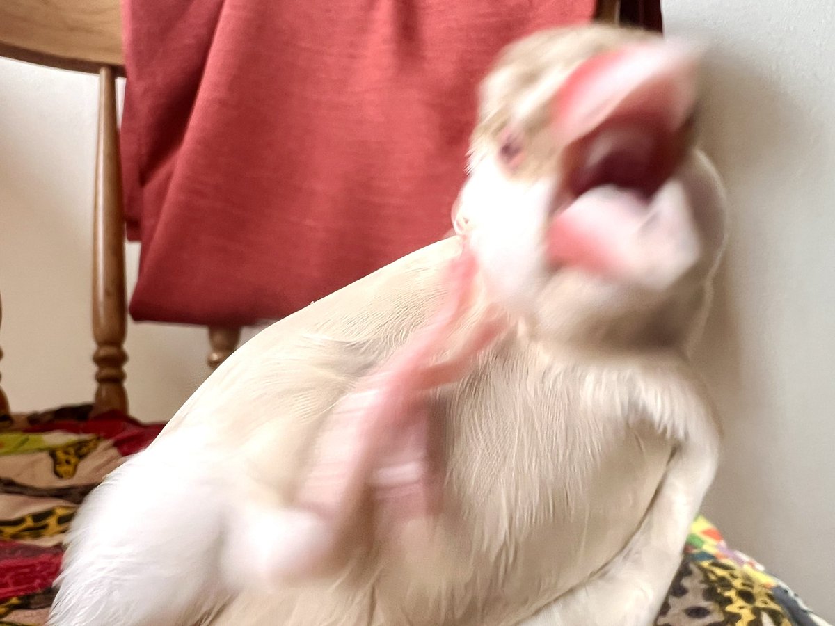 クーピーちゃん on X