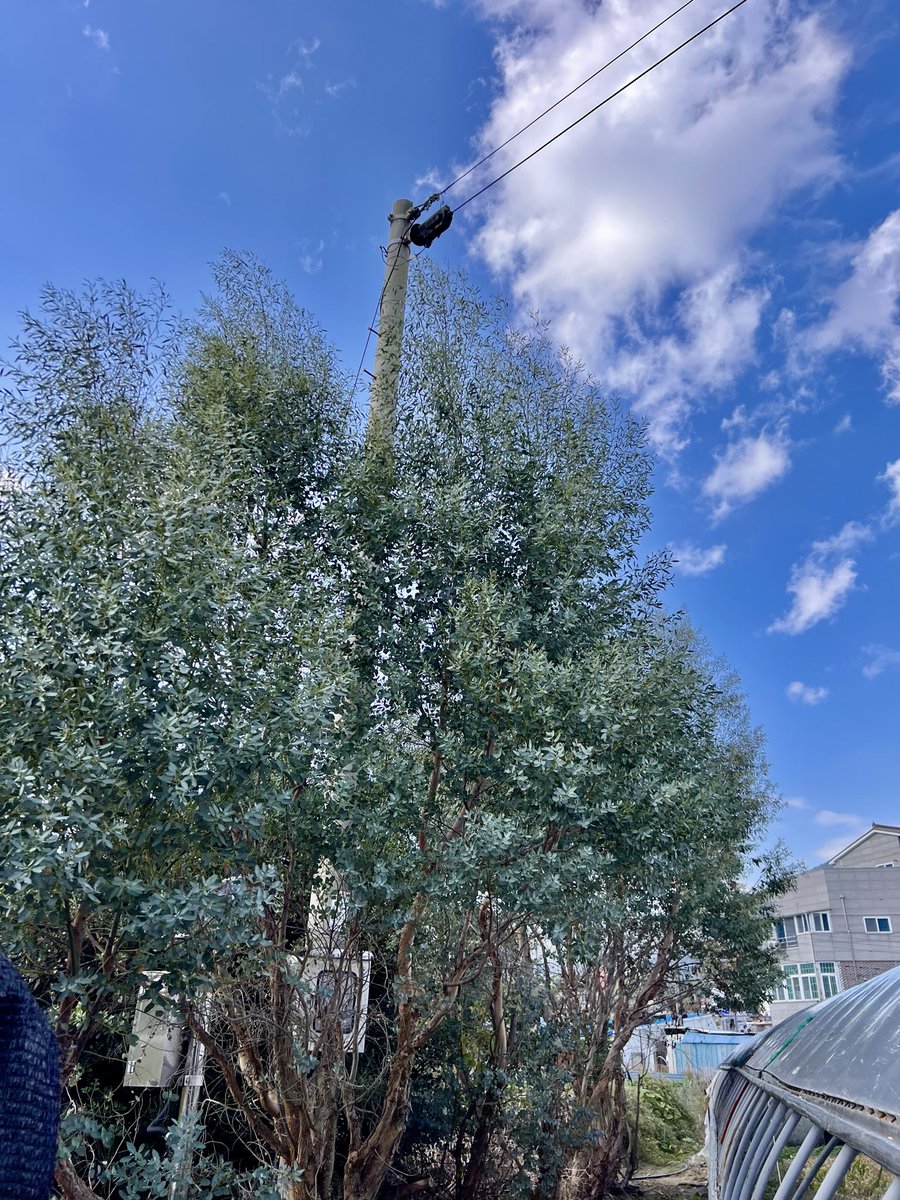 유칼립투스 나무