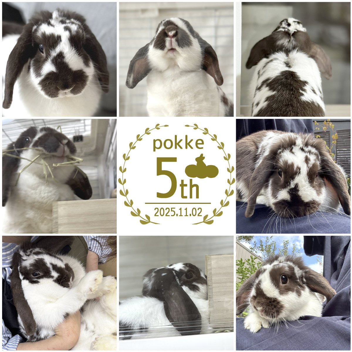 兎（うさぎ）🚹【N-277】デザインフェスタ62 (@RabbitNoname