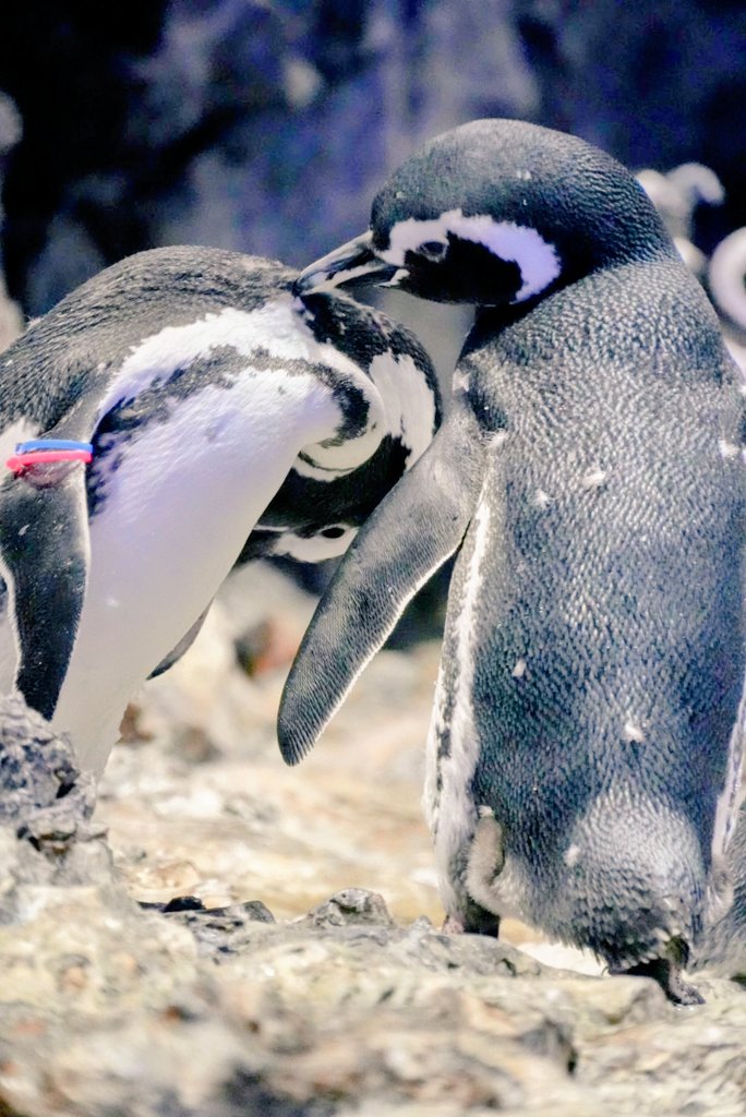 すみぺんページ すみだ水族館【公式】 on X