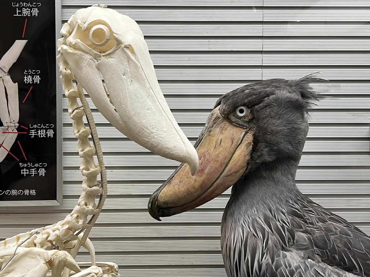 キンケツゥ・ナウ on X