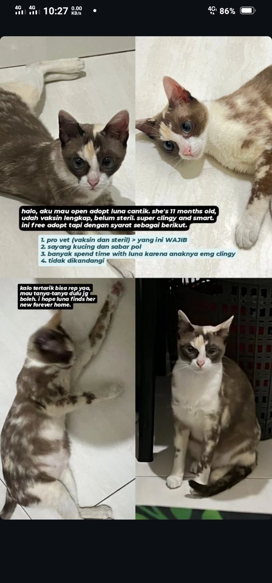 tothesea___'s tweet photo. haloo aku mau open adopt kucing akuu, ketentuan sebagai berikut yaa.. https://t.co/zu79wX1DYh