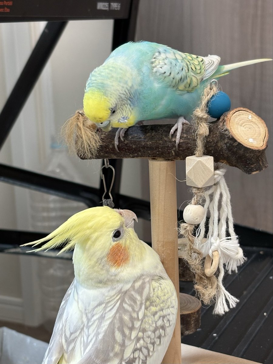 こまこ_Komako (@emm54597913) / Posts / X