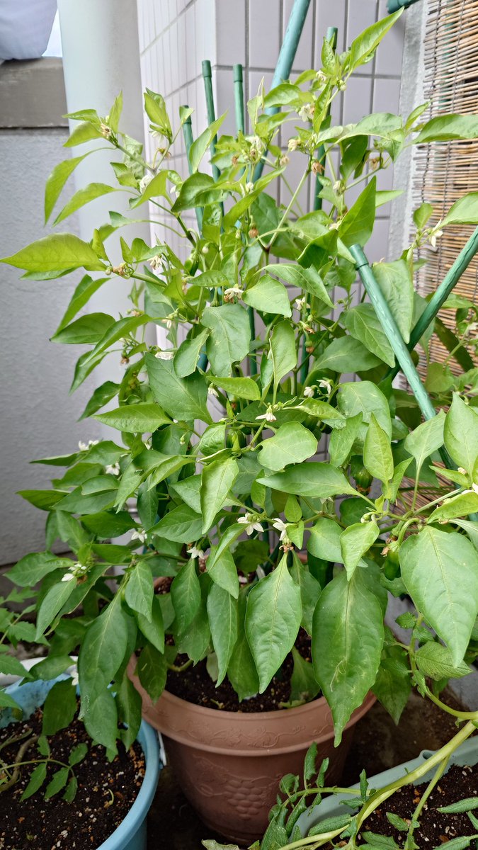 RYOページ ryoページ りょう (@zx14ryo) / X