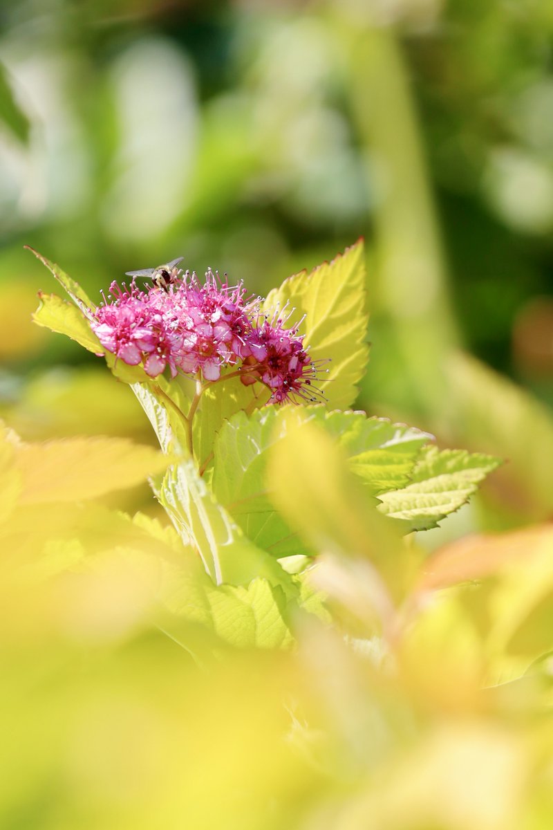 ともちゃんぺージ ともちゃんページ TS Motovlog #108】【後編】ZX-14Rの彼女♪と念願の女子