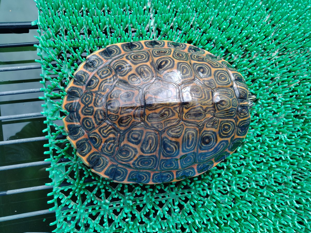 BONZO (@bonzo_n) / Posts / X