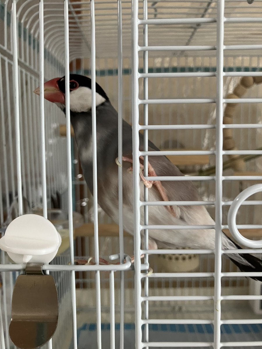 久しぶりのモモちゃん！！！！
飼い主大歓喜