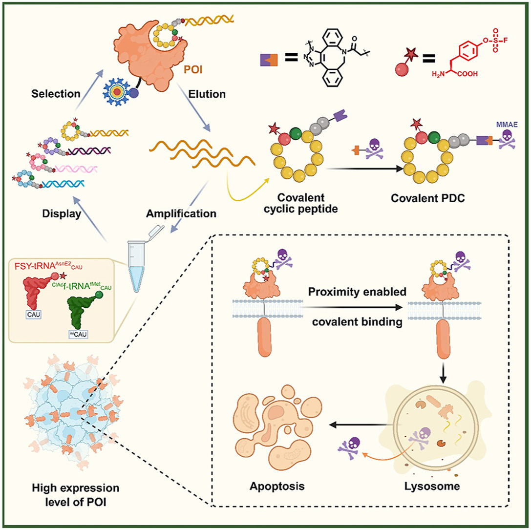 ActaPharmSinB's tweet image. Short Communication✍️#mRNA display-enabled discovery of #proximity-triggered #covalent #peptide–#drug #conjugates. From Dr. Wang @InstituteofMateriaMedica; @ChineseAcademyofMedicalSciences; @PekingUnionMedicalCollege;
sciencedirect.com/science/articl….