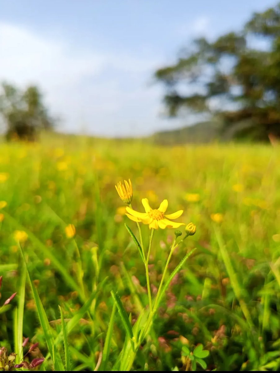Vrundavan_Dham's tweet image. Let Sunday be a day of rest, reflection, and quiet joy,,
a gentle pause before life’s next beautiful rush.☕

#sundayvibes 🦋🦋