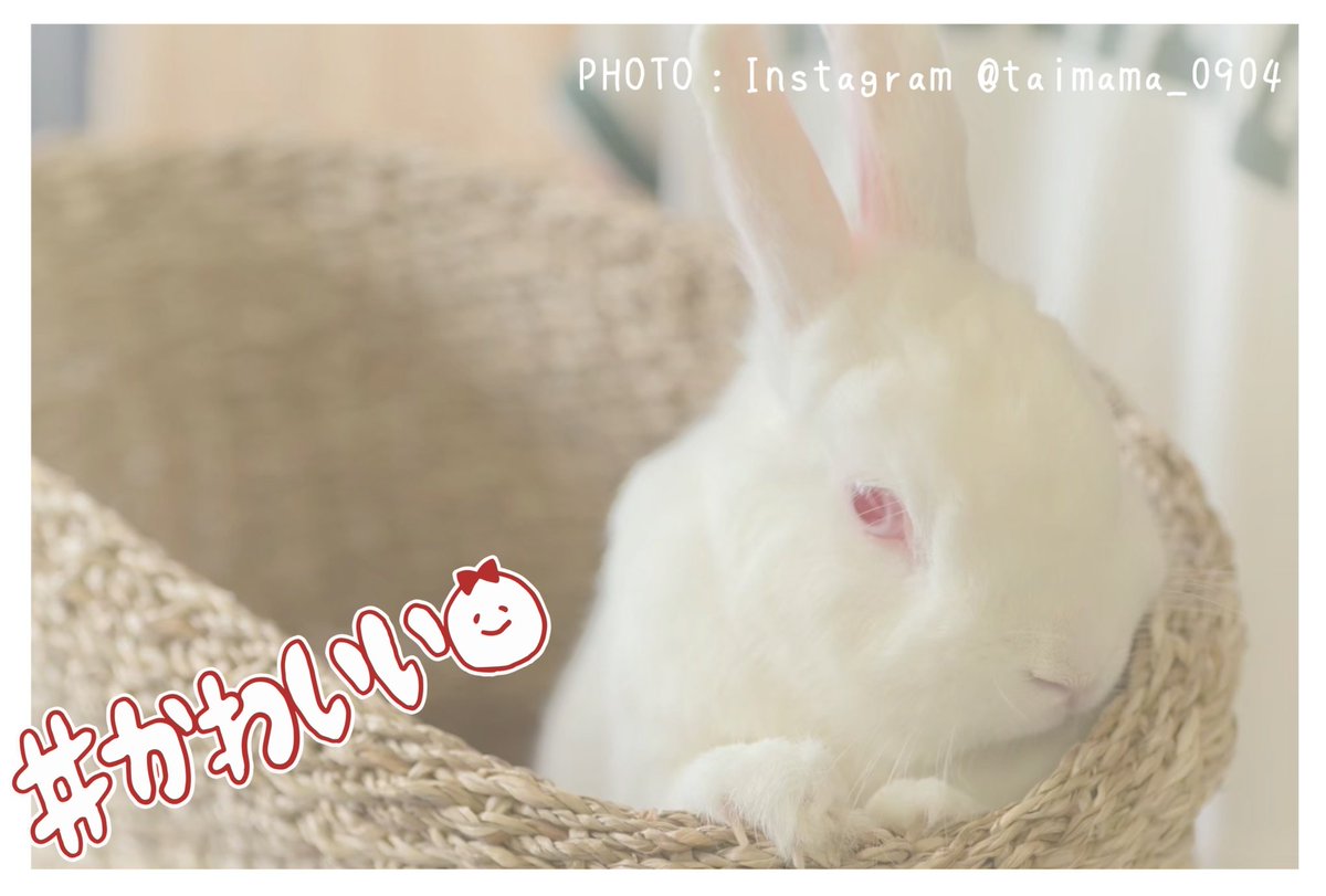 オニオンズ🐰11.30開催ありがとうさぎとねこマルシェ@佐渡島／運営 on X