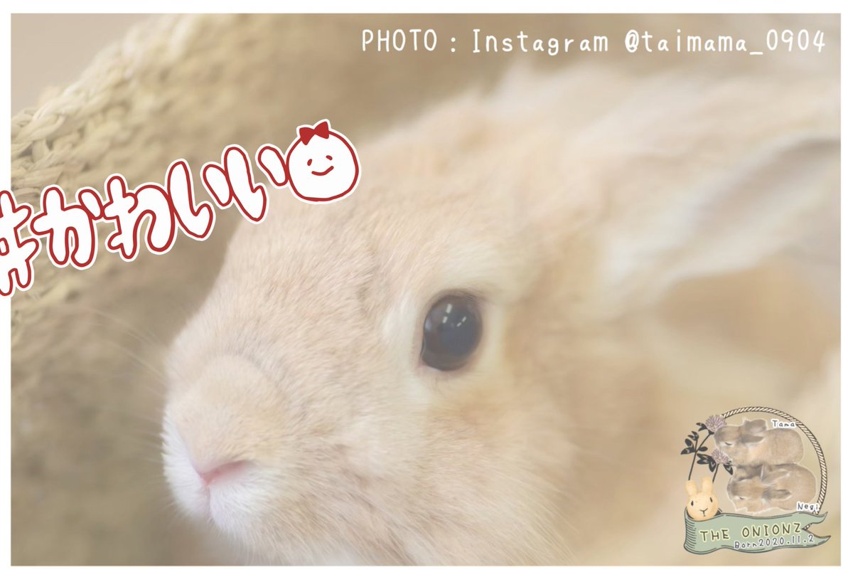 オニオンズ🐰11.30開催ありがとうさぎとねこマルシェ@佐渡島／運営 on X