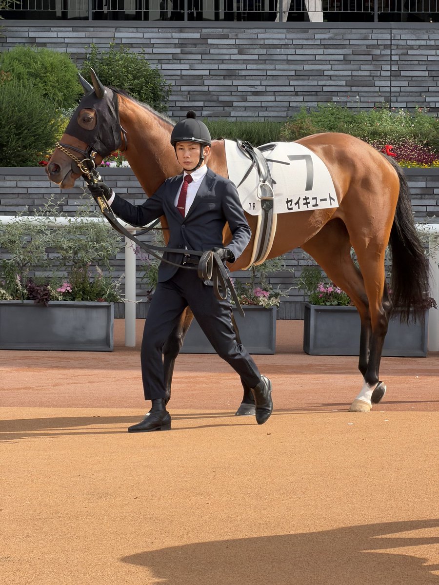 2178❣️ 瑪瑙　馬　唐馬　戦闘馬 2178❣️ 瑪瑙 馬 唐馬 戦闘馬 FSD全装備型。 My X(twitter) has