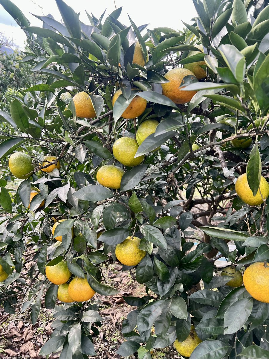 ワォワォ&ネコネコこねこ🐈‍⬛ on X